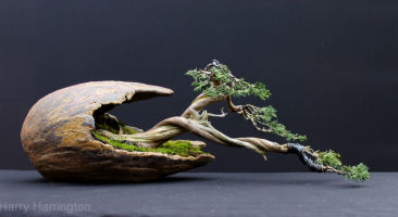 hawthorn bonsai
